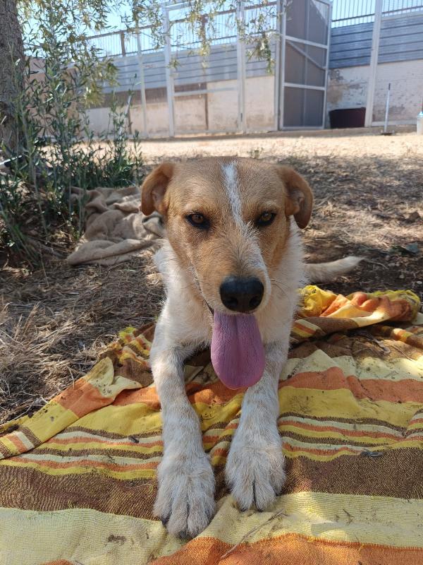 Dolce baiocco da mangiare a baci, 4 anni t M-L Foto 5